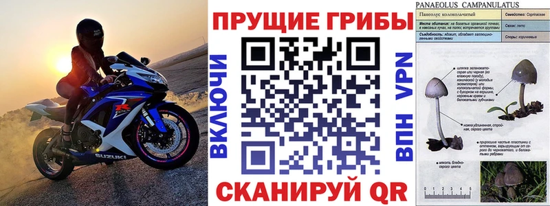Галлюциногенные грибы прущие грибы  Кологрив 